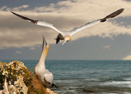 A male Northern Gannet returns to its mate, ready to take over looking after their egg.の写真素材