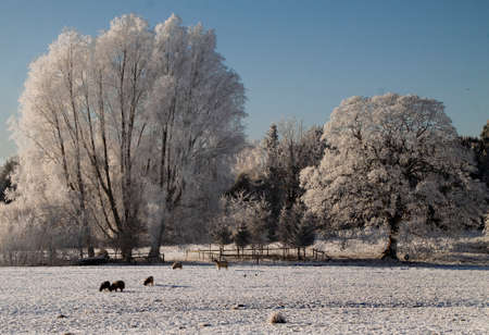 A light fall of snow and heavy frost enhanced this wintry, December landscape in Staffordshire, England.の写真素材