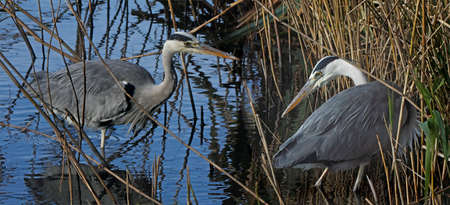 A pair of Grey Herons get together in the reed beds at Martin Mere in Lancashire, England.の写真素材
