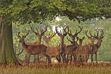 A herd of Red Deer, Englands largest wild animal, in Yorkshire.の写真素材