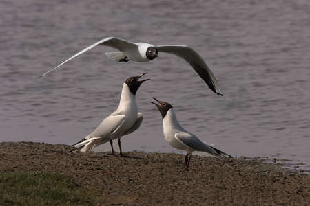 Black-headed Gulls live in large colonies near lakes and marshland, both inland and near the coast.の写真素材