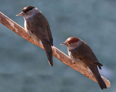 The male blackcap has a dark, almost black head, whist the female's is lighter and slightly reddish.の写真素材