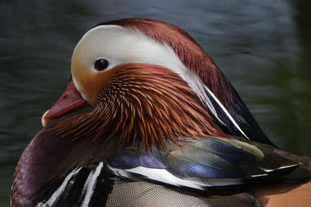 The Mandarin Duck is native to Eastern Asia, and is a very decorative bird.の写真素材