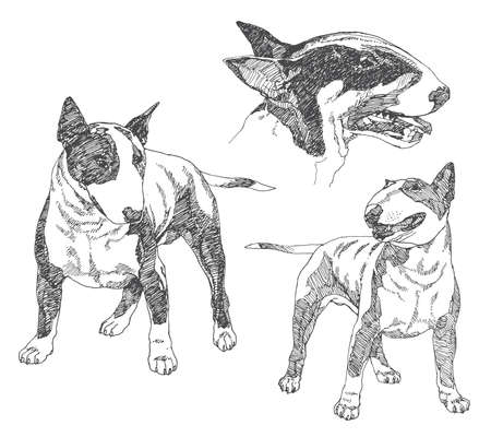 Set of hand drawn dogs. Bull terrier. Vector illustration.のイラスト素材