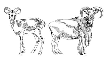 Hand drawn Bighorn Rams.のイラスト素材