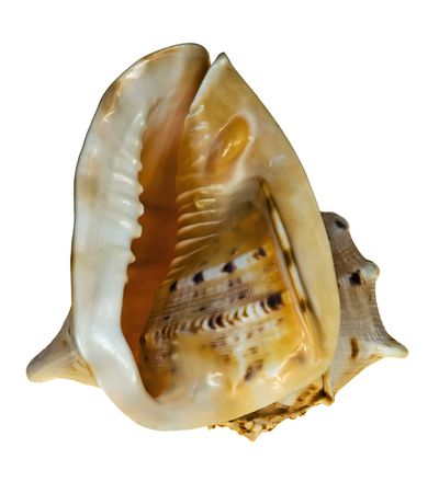 Shell on the white backgroundの写真素材