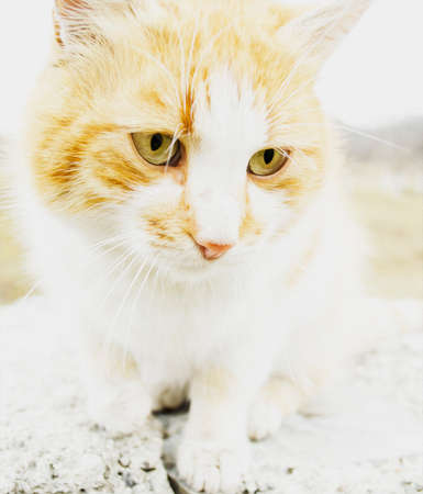 
Beautiful cat illustration. Oil paint.の写真素材