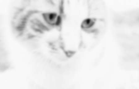 Cat looking through the window on a blur window background, black and white photoの写真素材