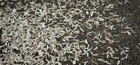 Sunflower seeds on the ground