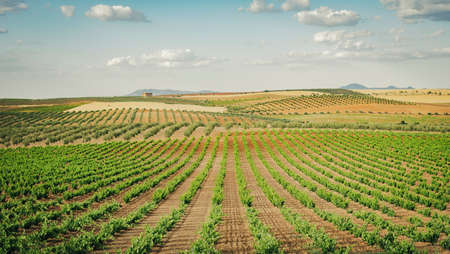 Spanish vineyard landscape with column formation over sky with clouds