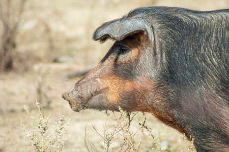 Close-up of the head of a pig that is looking for food in a meadowの写真素材