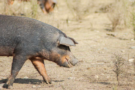 pig looking for food in the meadow of a farmの写真素材