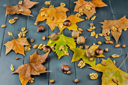 Still life of autumn leaves with chestnuts, hazelnuts, walnuts and almonds on gray wooden boardの写真素材