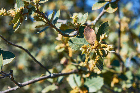 Leaves and fruit of holm oak and acorns in the foreground, on a background of green, brown and blue tonesの写真素材