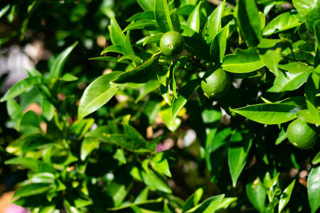 Lush lemon tree with glossy leaves and growing lemons in shades of greenの写真素材