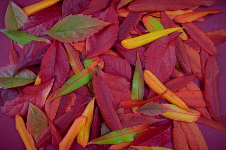 Colorful autumn leaves on a bright uniform background.