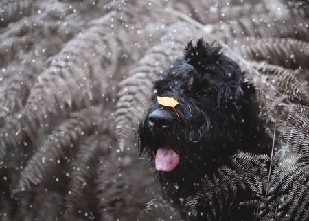 The dog sits in the thickets of winter fern with a leaf on his nose.の写真素材