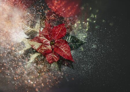 Christmas poinsettia on a dark background in glitter and in bokeh.の写真素材