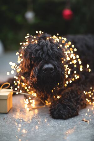 Russian black terrier, a dog wrapped in multi-colored Christmas lights with a gift.