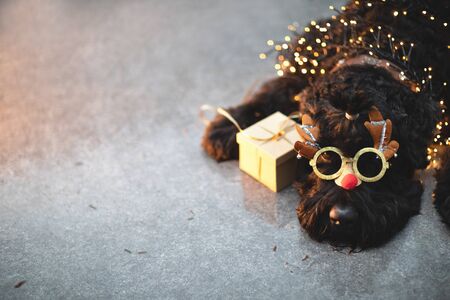 Russian black terrier, a dog wrapped in multi-colored Christmas lights with a gift, deer glasses on...