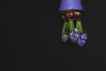 Blooming lilac hyacinth in a lilac pot on a black background, an inverted pot with a flower.の写真素材