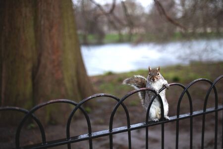 A squirrel sits on a fence in a London park and looks directly into the camera lens.の写真素材