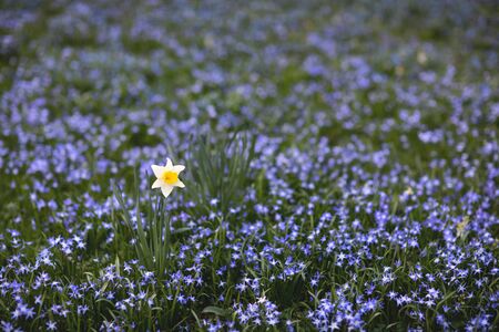 Floral blue background with a lonely yellow daffodil.の写真素材