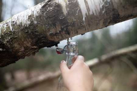Extracted birch sap in a glass bottle.の写真素材