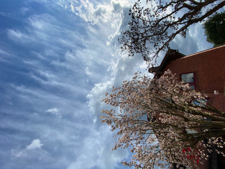 Blooming tree against the background of a red building and blue sky.の写真素材