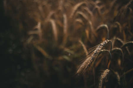Background of the ripe ears of the wheat field.
