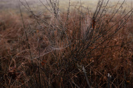Spider web on autumn field.の写真素材