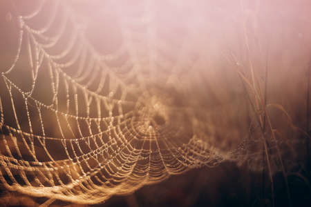 Spider web in golden light, dark background.の写真素材