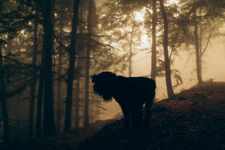 Silhouette of black dog in foggy forest.の写真素材