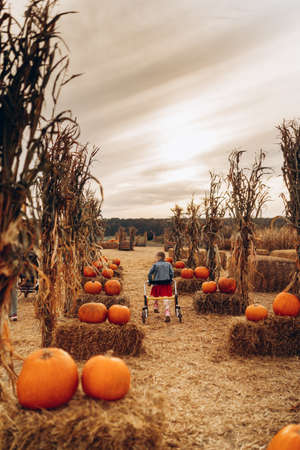 A disabled girl with a wheelchair walks on a pumpkin field.の写真素材