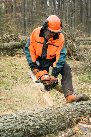 Forestry worker with chainsaw is sawing a log. Sample of works on forest loggingの写真素材