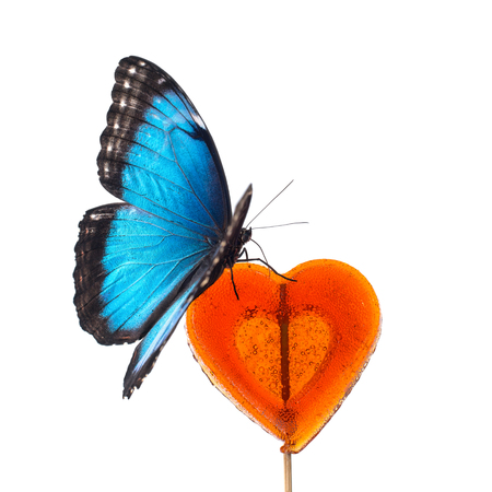 morpho peleides or butterfly on candy, isolated on white backgroundの写真素材