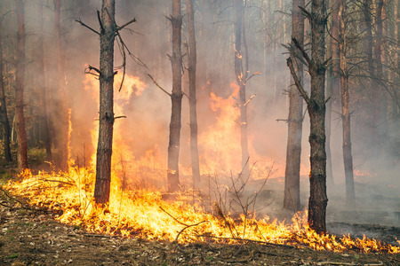 Development of forest fire. Flame is starting trunk damageの写真素材