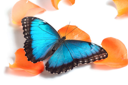 morpho peleides on petals, isolated on white backgroundの写真素材