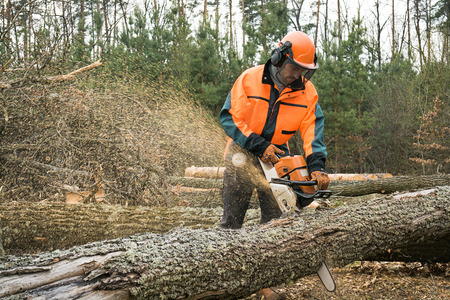 Forestry worker with chainsaw is sawing a log. Sample of works on forest logging