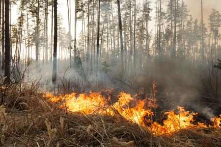 Starting of forest fire in pine stands. Flame is starting damage of trunkの写真素材