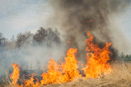 Big fire on agricultural land near forest. Flame and clouds of dark smokeの写真素材