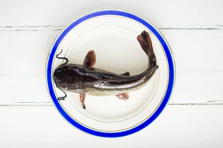 Fresh catfish fish on plate with blue line and white backgroundの写真素材