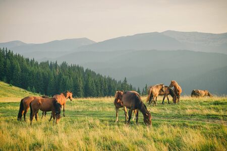 Wild horses in Carpathian mountain in the morningの写真素材