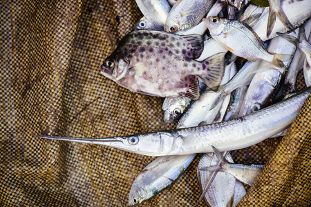 Fresh sea fish on the market in Fort Kochi (Cochin), Kerala, India.の写真素材