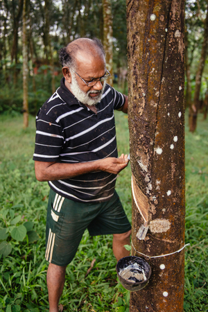 ARANMULA, INDIA - DECEMBER 5 : Authentic asian man working in rubber tree plantationのeditorial素材