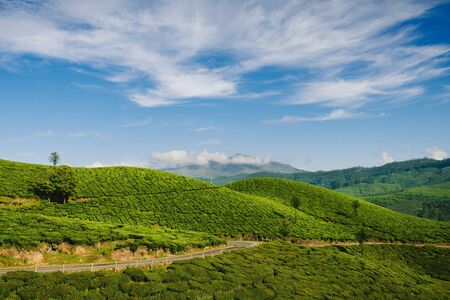 Mountain tea plantation with blue sky on background in Munnar, Kerala, Indiaの写真素材