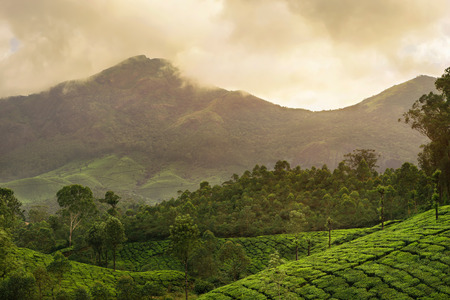 Mountain tea plantation on sunset background in Munnar, Kerala, Indiaの写真素材