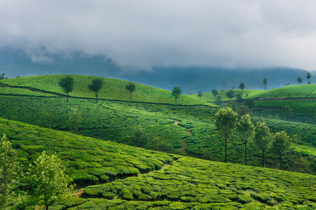 Green tea plantation hills in Munnar, Kerala, India. Beautiful mountain landscapeの写真素材