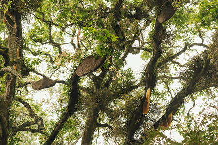 Swarm of wild bees and honeycomb hanging on the tree branch in Munnar, Kerala, India
