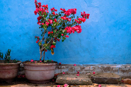 Colorful red flower on blue wall background